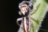 Une Saltique (Araneae - Salticidae - Icius sp.)